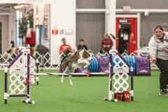 Big Times Kennel Pet Gallery 2 - Killian Running at Agility Meet Dayton OH