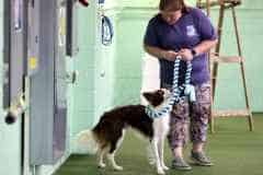 Big Times Kennel Pet Gallery 2 - Killian getting ready to run at Nationals