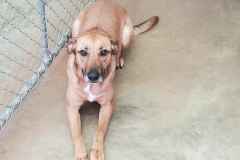 Big Times Kennel Pet Gallery 2 - Rainy Day Resting Outside Kennel