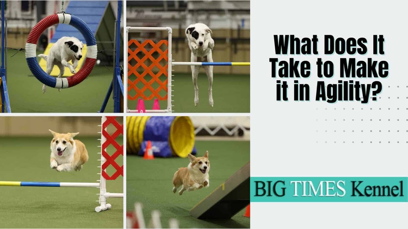 How to make a dog agility course