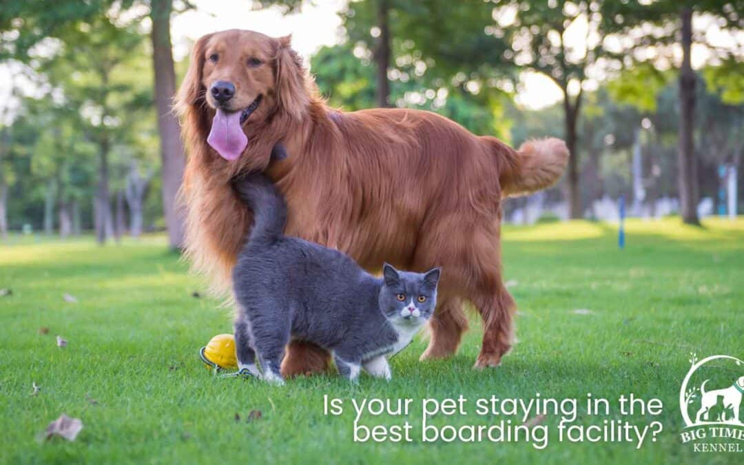 5 Ways to Know Your Dog or Cat is in the Best Boarding Facility