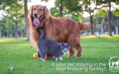 5 Ways to Know Your Dog or Cat is in the Best Boarding Facility