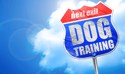 National Train Your Dog Month: What Dog Owners Need to Know