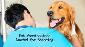 Pet Vaccinations Needed for Boarding - Big Times Kennel