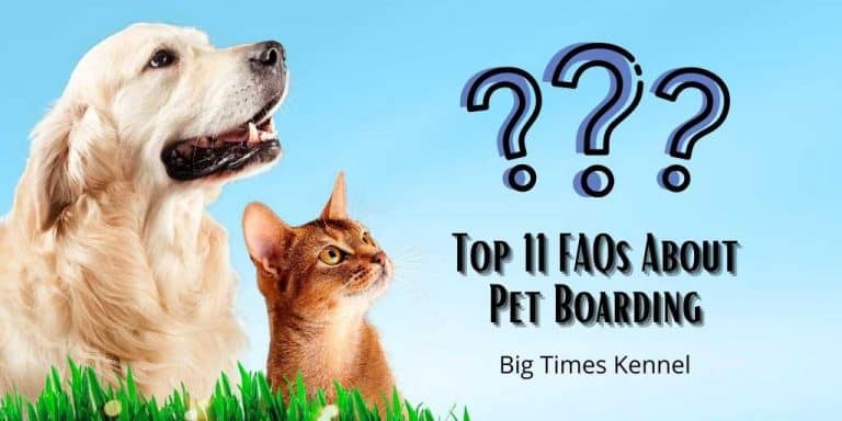 FAQs About Pet Boarding Top 11 - Big Times Kennel