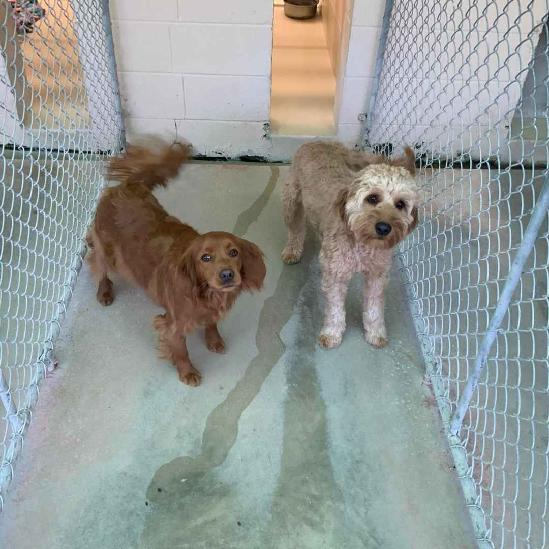 two dog friends boarding together